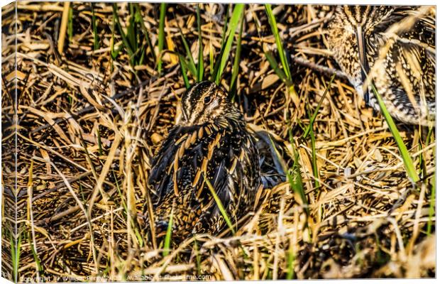 Wilson's Snipes Shorebirds Juanita Bay Park Lake Washington Kirk Canvas Print by William Perry