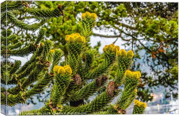 Green Yellow Monkey Puzzle Tree Blooming Macro Washington  Canvas Print by William Perry
