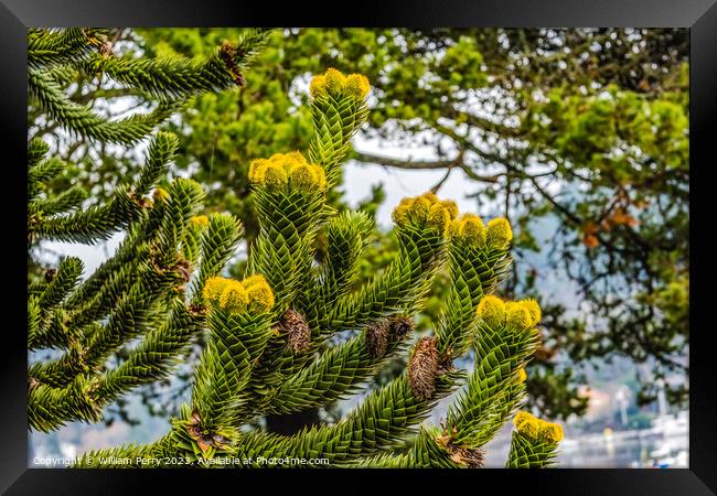 Green Yellow Monkey Puzzle Tree Blooming Macro Washington  Framed Print by William Perry