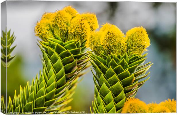 Green Yellow Monkey Puzzle Tree Blooming Macro Washington  Canvas Print by William Perry