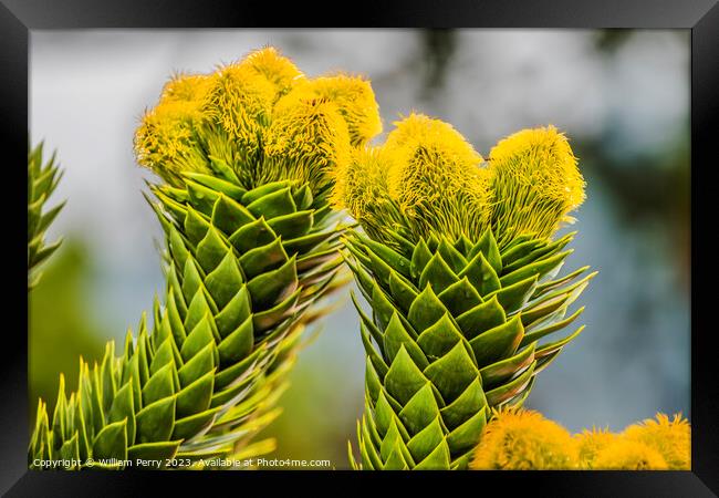 Green Yellow Monkey Puzzle Tree Blooming Macro Washington  Framed Print by William Perry