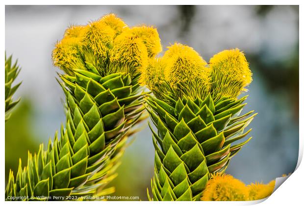 Green Yellow Monkey Puzzle Tree Blooming Macro Washington  Print by William Perry