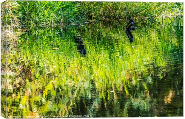 Green Yellow Reflection Abstract Issaquah Creek Hatchery Washing Canvas Print by William Perry