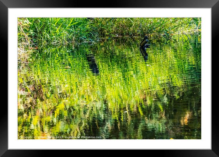 Green Yellow Reflection Abstract Issaquah Creek Hatchery Washing Framed Mounted Print by William Perry