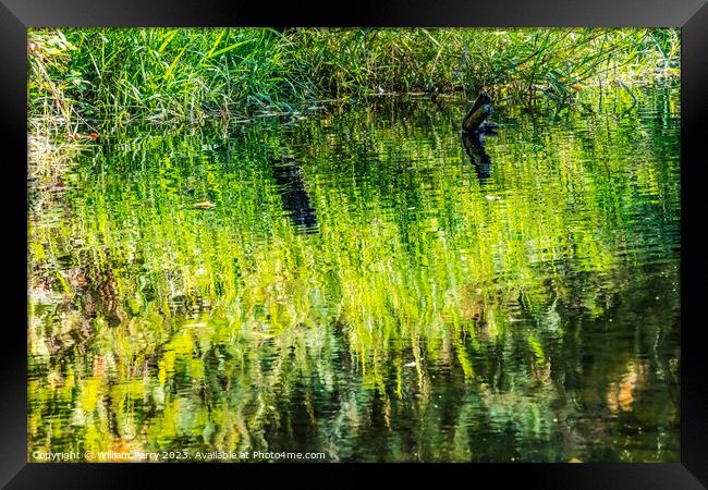 Green Yellow Reflection Abstract Issaquah Creek Hatchery Washing Framed Print by William Perry