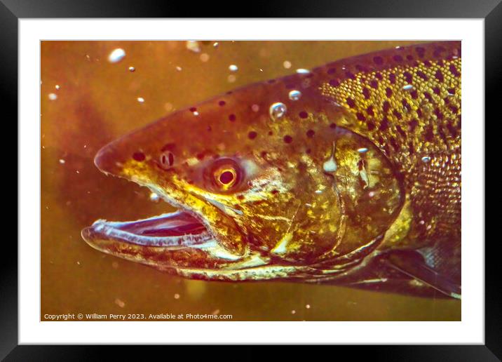 Chinook Salmon Close Up Issaquah Hatchery Washington State Framed Mounted Print by William Perry