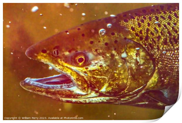 Chinook Salmon Close Up Issaquah Hatchery Washington State Print by William Perry