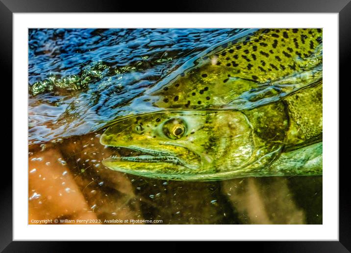Chinook Salmon Close Up Issaquah Hatchery Washington State Framed Mounted Print by William Perry