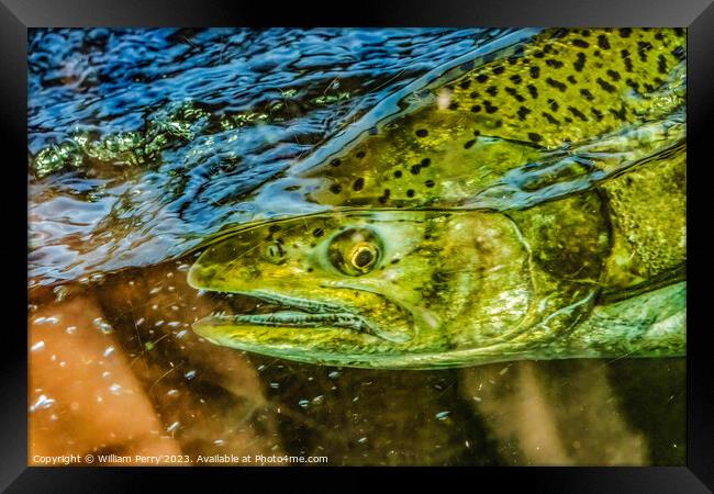 Chinook Salmon Close Up Issaquah Hatchery Washington State Framed Print by William Perry