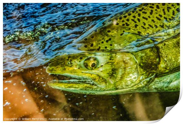 Chinook Salmon Close Up Issaquah Hatchery Washington State Print by William Perry