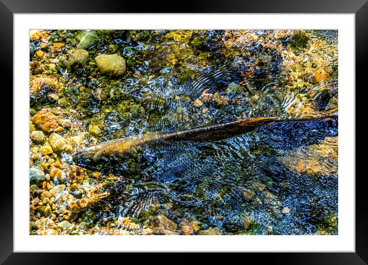 Chinook Salmon Issaquah Creek Hatchery Washington State Framed Mounted Print by William Perry
