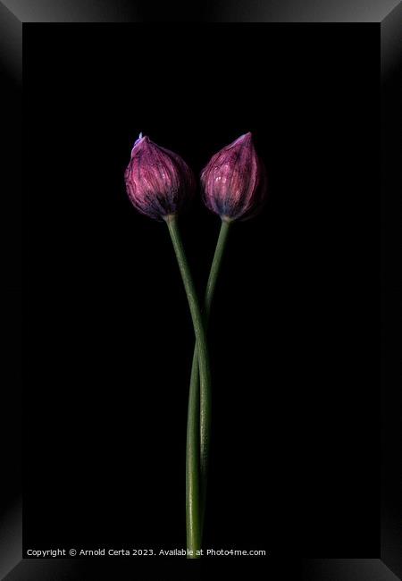 Chives Framed Print by Arnold Certa