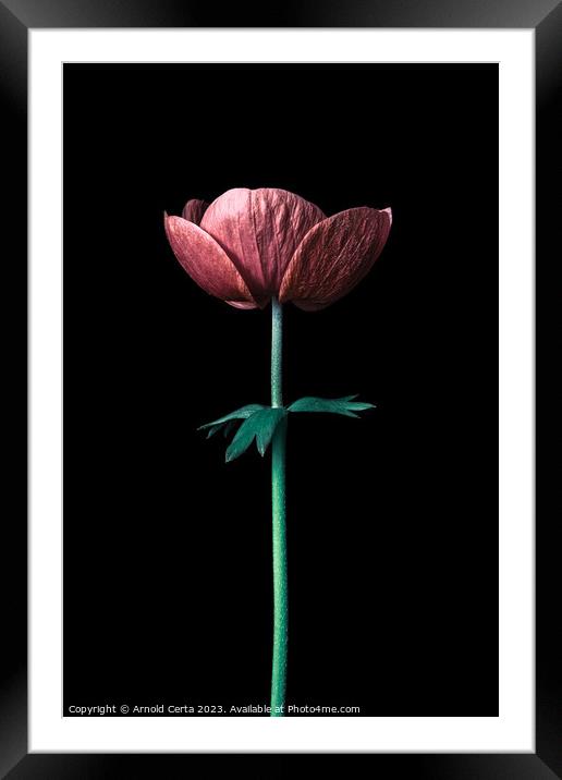 Flower Framed Mounted Print by Arnold Certa