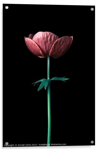 Flower Acrylic by Arnold Certa