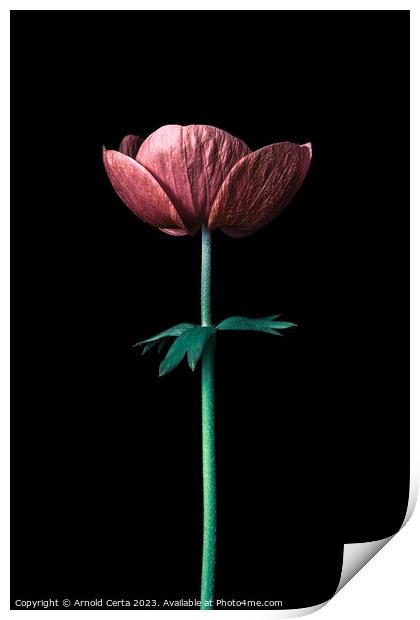 Flower Print by Arnold Certa