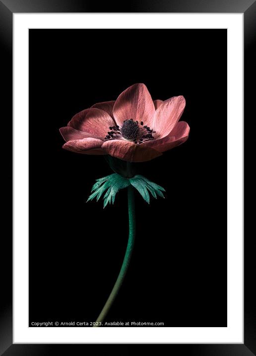 Flower  Framed Mounted Print by Arnold Certa