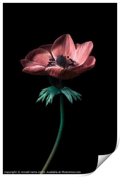 Flower  Print by Arnold Certa