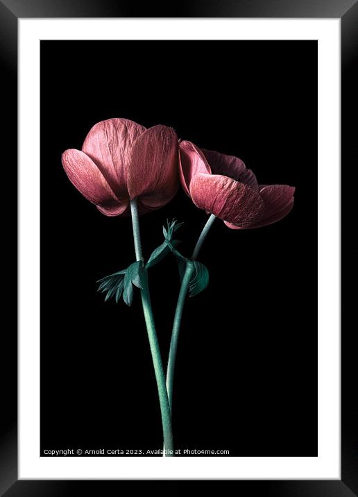 Plant flower Framed Mounted Print by Arnold Certa