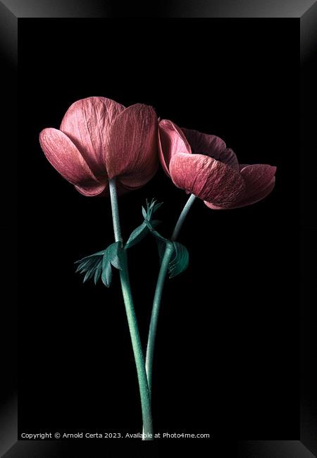 Plant flower Framed Print by Arnold Certa