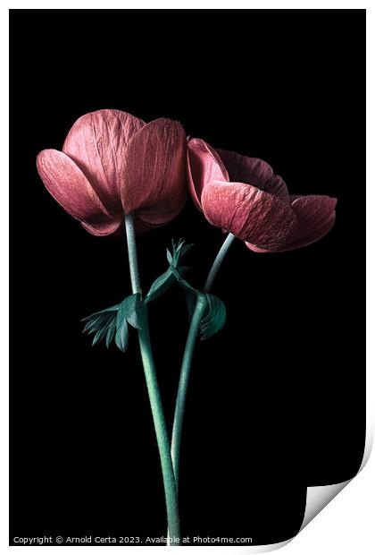 Plant flower Print by Arnold Certa