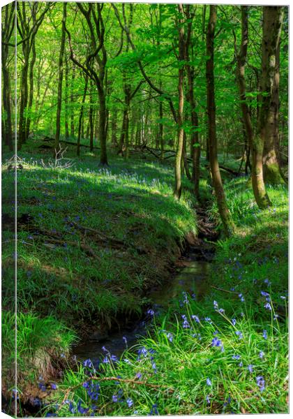 Bluebells by the stream Canvas Print by David Tinsley