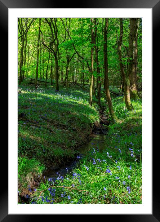 Bluebells by the stream Framed Mounted Print by David Tinsley