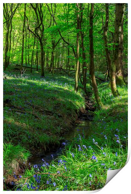 Bluebells by the stream Print by David Tinsley