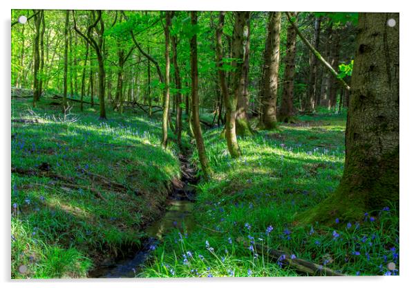 Bluebells by the stream Acrylic by David Tinsley