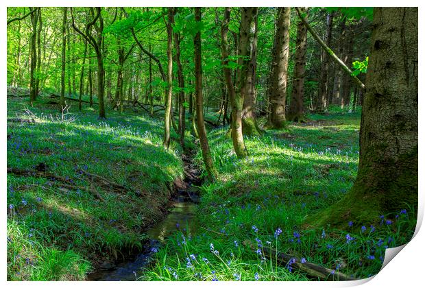Bluebells by the stream Print by David Tinsley