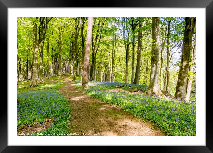English Bluebells in Woodland Framed Mounted Print by Richard Laidler