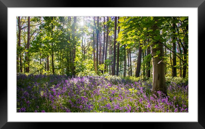 A Bluebell Wood Framed Mounted Print by Apollo Aerial Photography