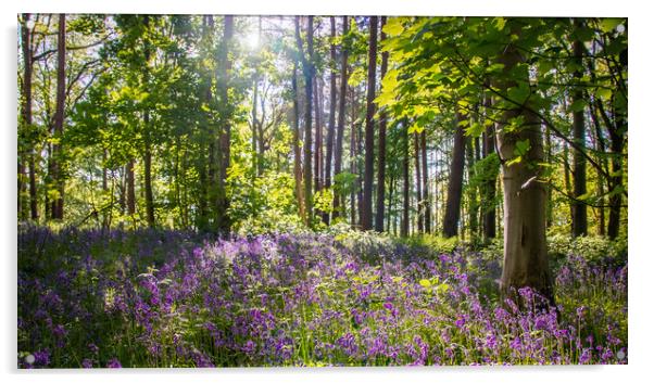 A Bluebell Wood Acrylic by Apollo Aerial Photography