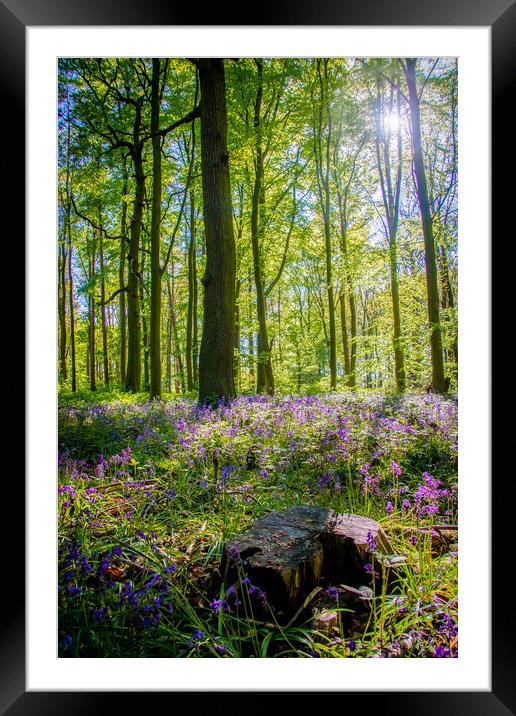 Bluebells In The Woods Framed Mounted Print by Apollo Aerial Photography