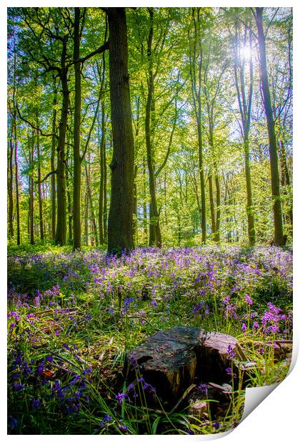 Bluebells In The Woods Print by Apollo Aerial Photography