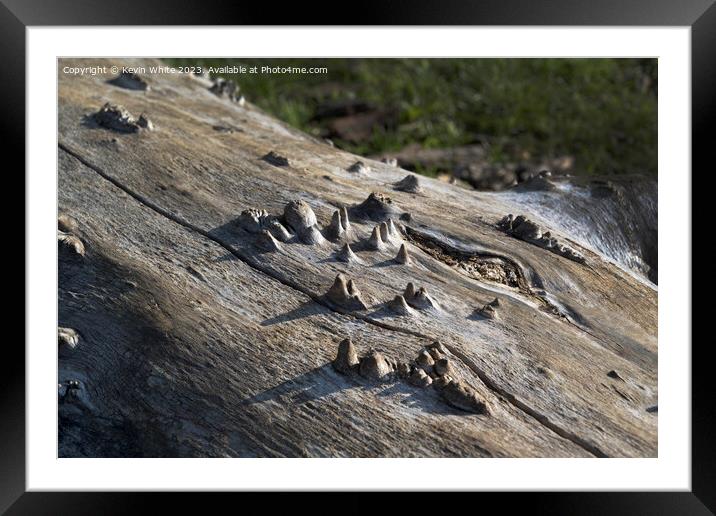 Old fallen tree trunk with stalagmite type wooden shapes Framed Mounted Print by Kevin White