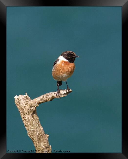 Male Stonechat perched Framed Print by Graeme B