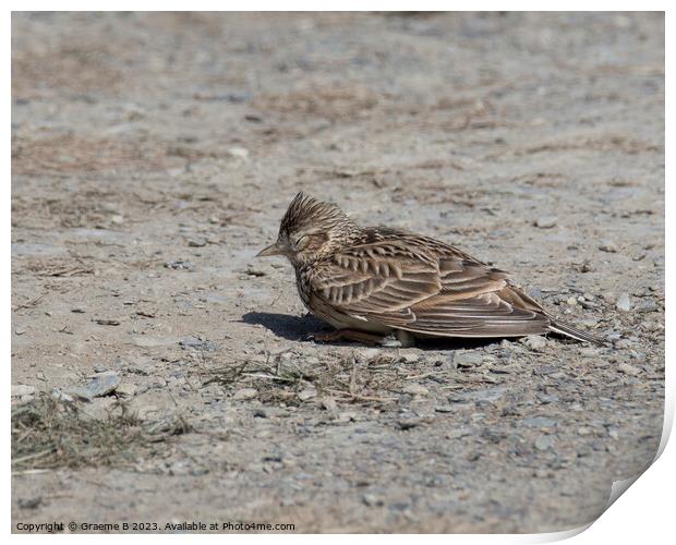 Sleeping Skylark Print by Graeme B