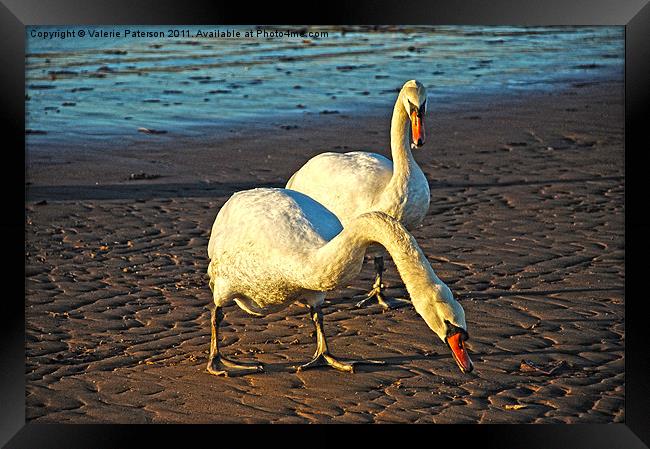 Hungry Swans Framed Print by Valerie Paterson