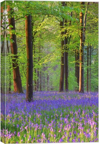 Bluebells in the morning  Canvas Print by Shaun Jacobs