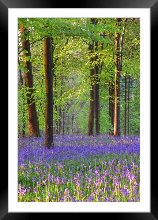 Bluebells in the morning  Framed Mounted Print by Shaun Jacobs
