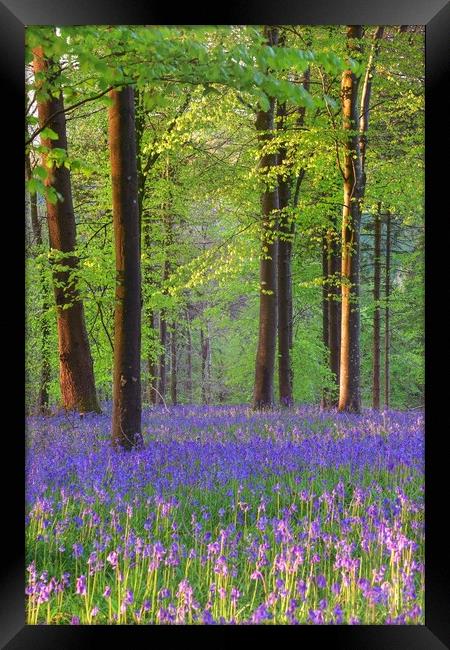Bluebells in the morning  Framed Print by Shaun Jacobs