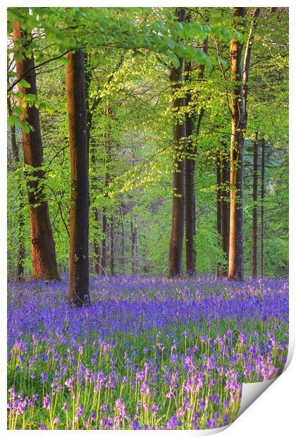 Bluebells in the morning  Print by Shaun Jacobs
