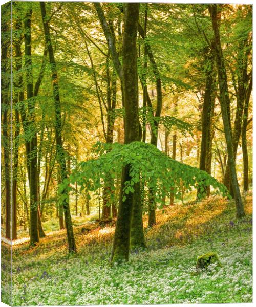 Beech tree and wild garlic  Canvas Print by Shaun Jacobs