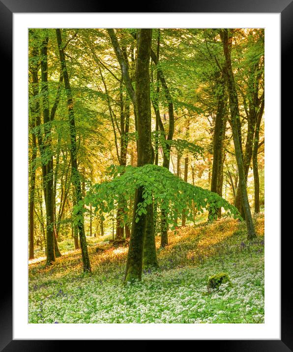 Beech tree and wild garlic  Framed Mounted Print by Shaun Jacobs