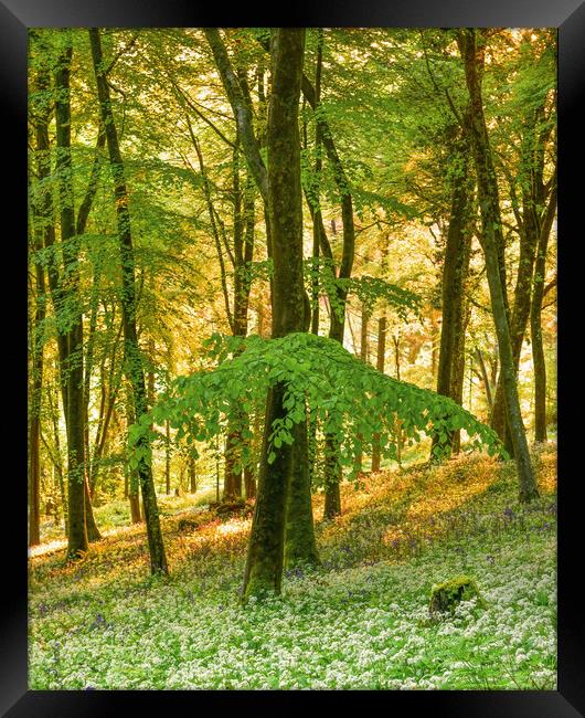 Beech tree and wild garlic  Framed Print by Shaun Jacobs
