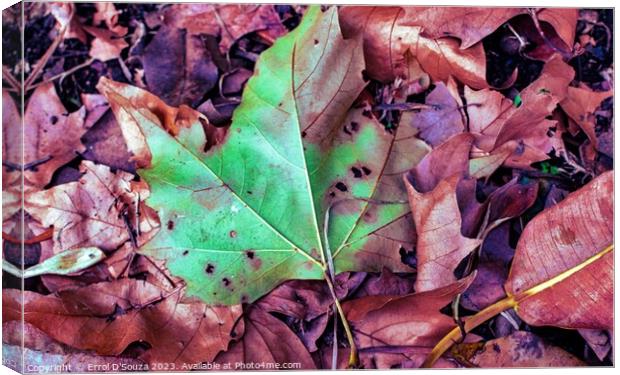Fallen Autumn Leaves Canvas Print by Errol D'Souza