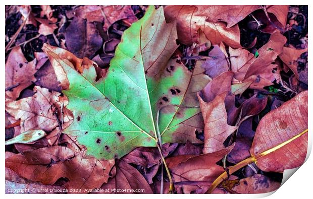 Fallen Autumn Leaves Print by Errol D'Souza