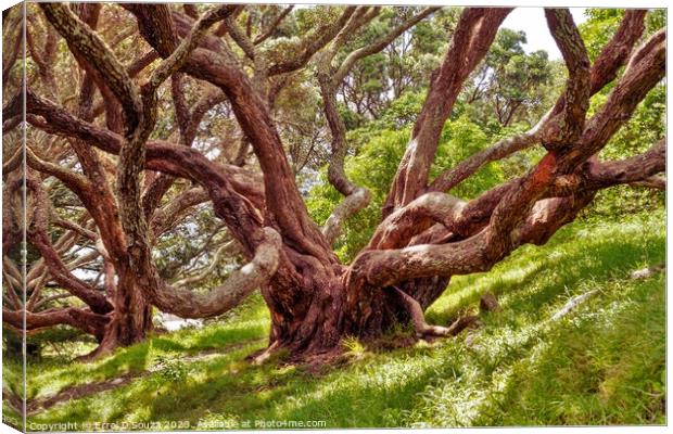 Large Tree in the Woodlands Canvas Print by Errol D'Souza