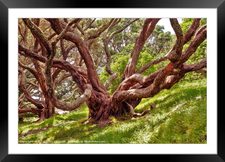 Large Tree in the Woodlands Framed Mounted Print by Errol D'Souza