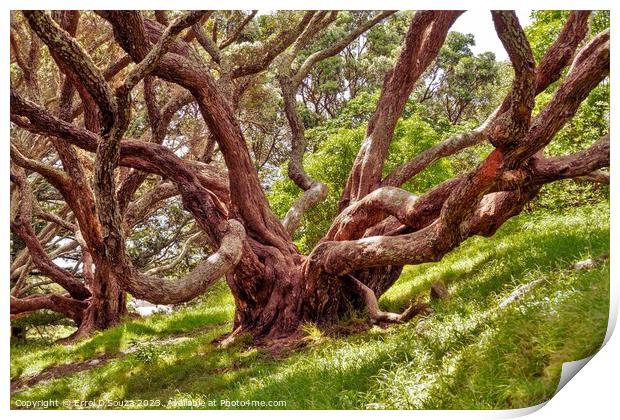 Large Tree in the Woodlands Print by Errol D'Souza